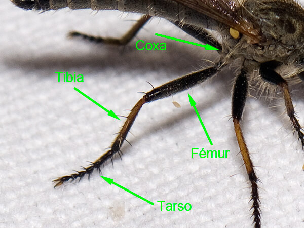 Partes de las patas de un insecto.